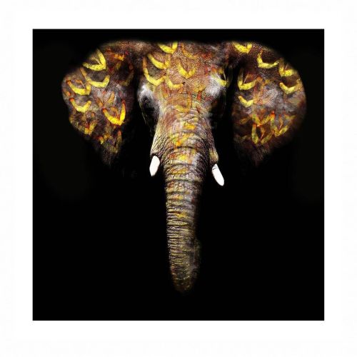 Cuadro de Cristal Impreso Elefante en Negro y Dorado 81-481