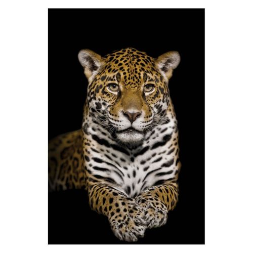 Cuadro de Cristal Impreso Leopardo en Negro 81-485
